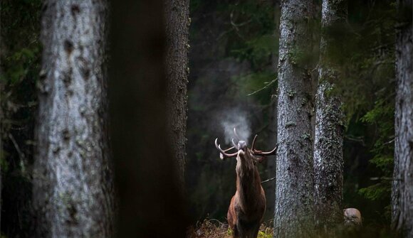 Mating Calls of the Red Deer