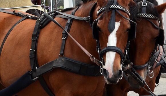 Horse-drawn carriage ride