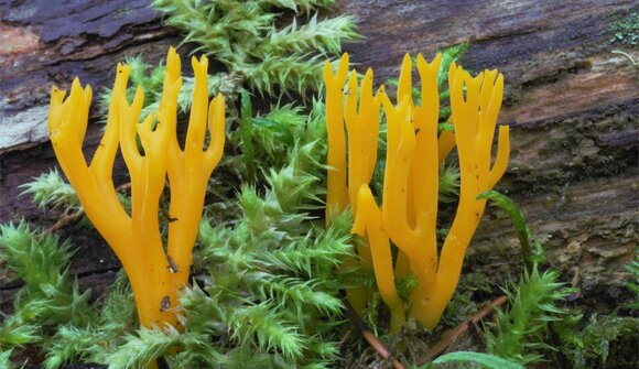 Wanderung: Die Pilze unserer Wälder