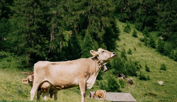 Almabtrieb von der Mitteralm