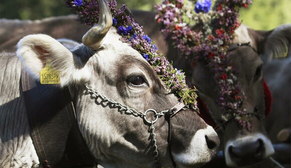 Driving down of cattle in Resia