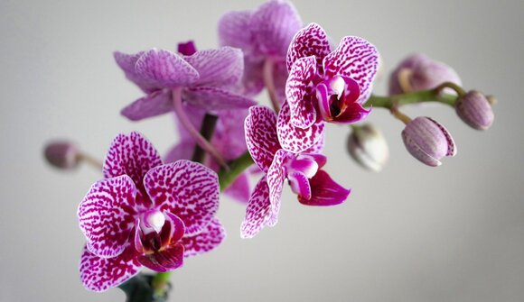 Orchidee: che passione!