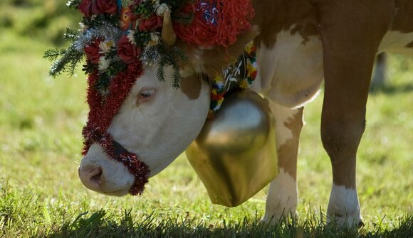 Zell am Ziller cattle drive