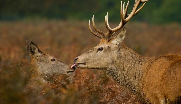 Deer Rutting Day: Nature Photographer