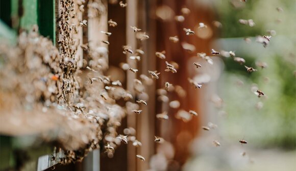 Die Wunderwelt der Bienen