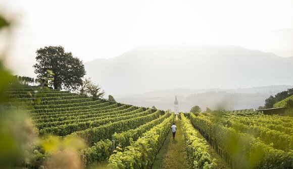 Passeggiata nei vigneti