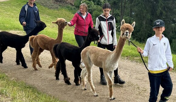 Alpaca trekking in Meransen