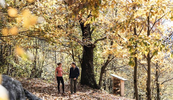 Escursione autunnale “Törggelen”