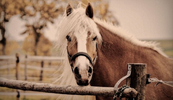 Buchlesung 150 Jahre Haflinger