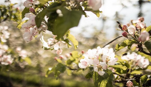 Guided apple blossom hike