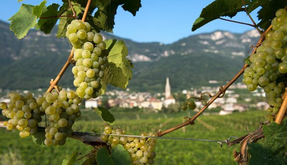 Das ABC der Spitzenweine - Südtirol