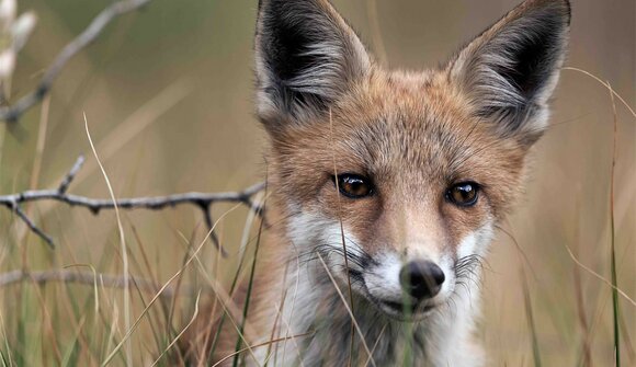 Natura selvaggia nel Parco Nazionale