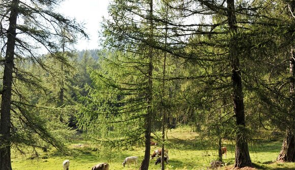 Geführte Wanderung: Magische Momente