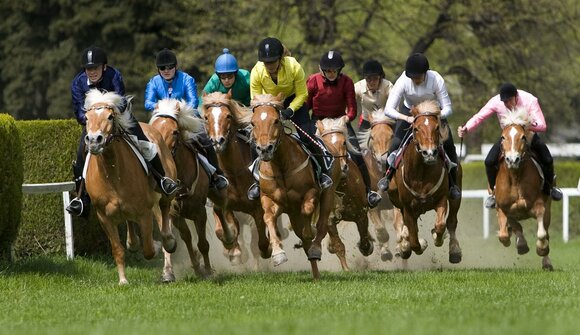 Racing of the Haflinger horses