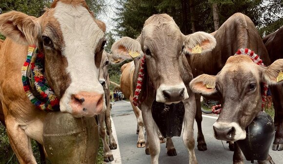 Driving down of cattle in Laudes