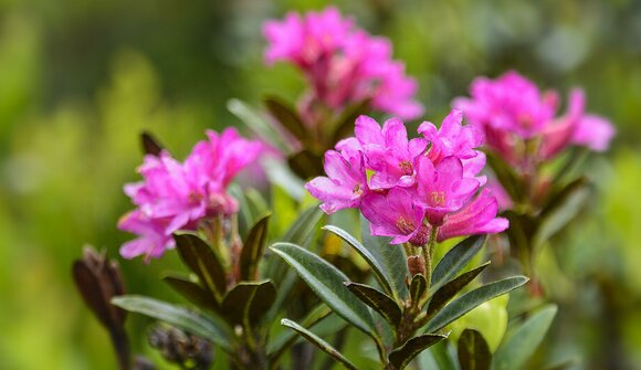 Escursione guidata: Malga Hagneralm