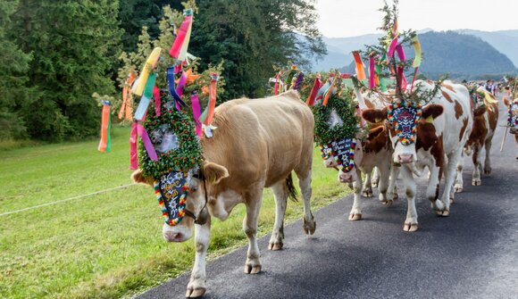 Driving down the cattle in Tires