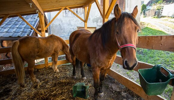 Experience life on the farm