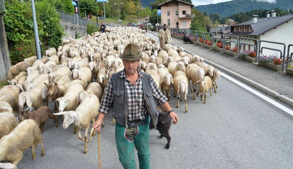 Driving down of cattle