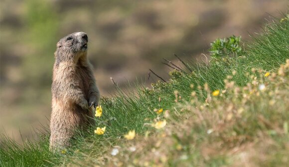 Aquila reale e marmotta alpina