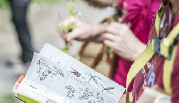 "Natur - Wunder" - Kräutererkundung