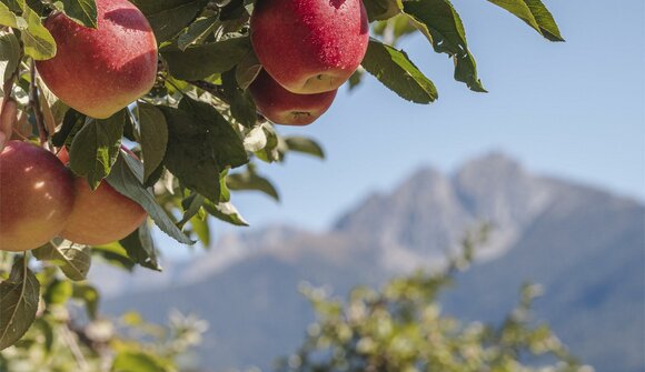 Obstwiesenführung in Burgstall