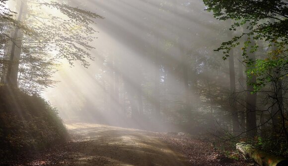 Essere bosco, sentiero dei sensi