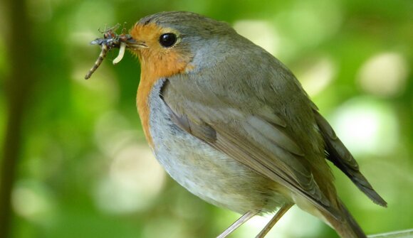 Alpine Avifauna