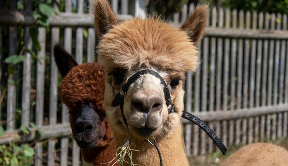 Trekking con gli alpaca