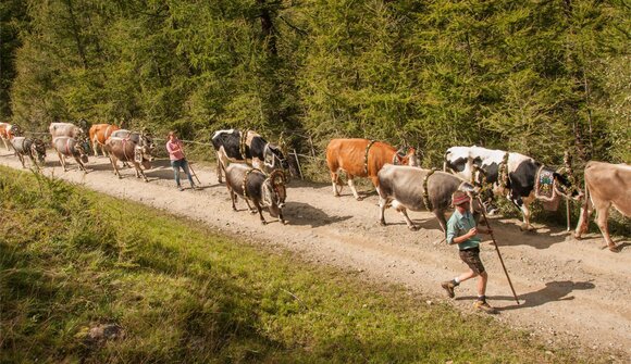 Almabtrieb von der Stafler Alm