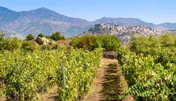 Autunno gourmet: Regione vinicola Sicilia