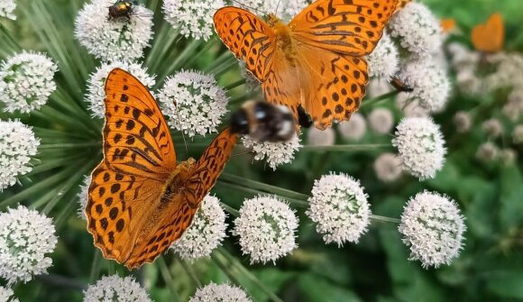 Biodiversität als Lebensversicherung