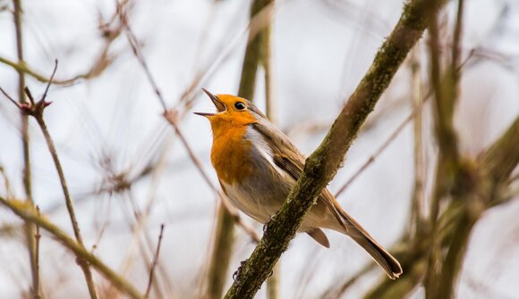 Vogelkundliche Exkursion