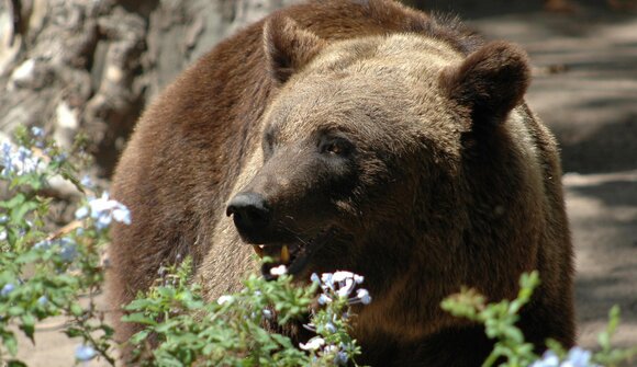 L'uomo e l'orso possono convivere?