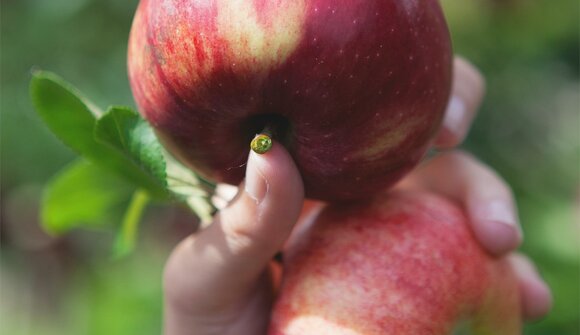 Guided tour in the apple plantages