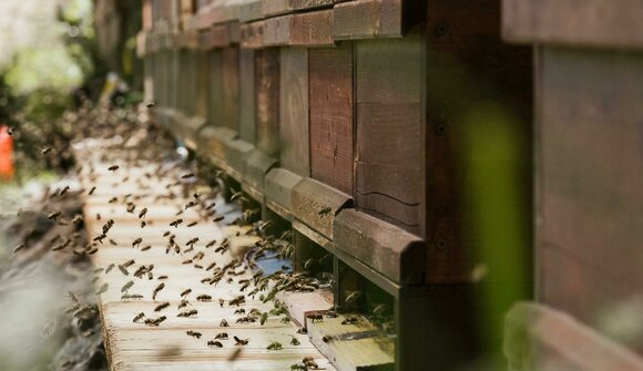 Slow Food Travel - World of the Bees