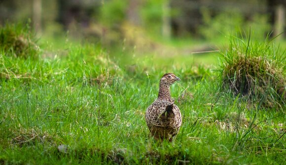 Escursione natura: signori del silenzio