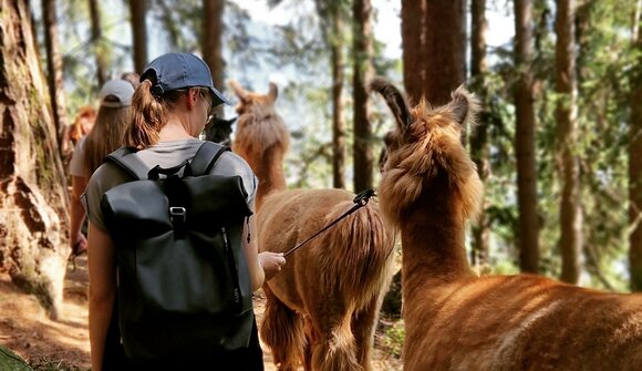 Escursione guidata con i lama