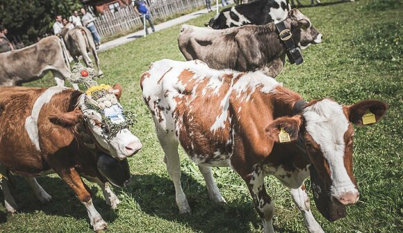 Festa della transumanza a Telves