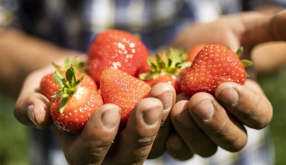 Strawberry Days in Martelltal Valley