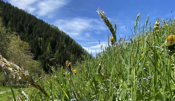 Kräuterwanderung für Familien