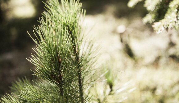 L'essenza della natura