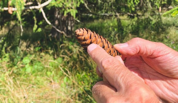 Waldbaden: Die Heilkraft des Waldes