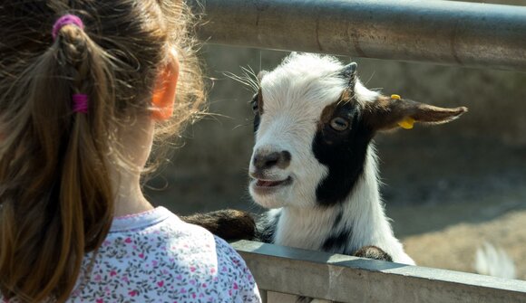 Little shepherds