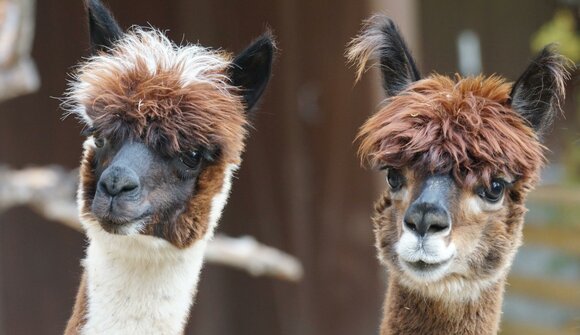 Walking with alpacas