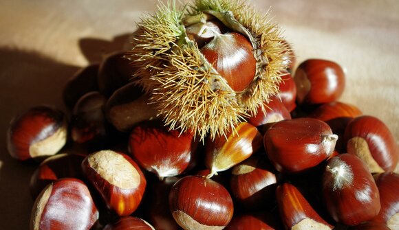 Chestnut festival in Sfruz