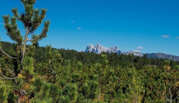 Panorama Wanderung: Villanderer Alm