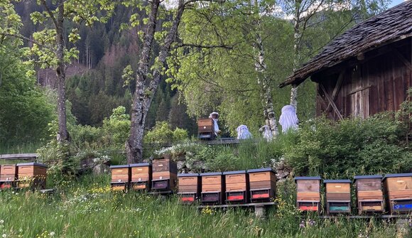 Bienen: Eine Königin und Ihr Volk