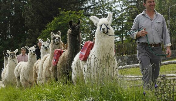 Trekking con lama e alpaca - Fuchslöchl