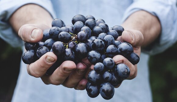 La vigna eccellente